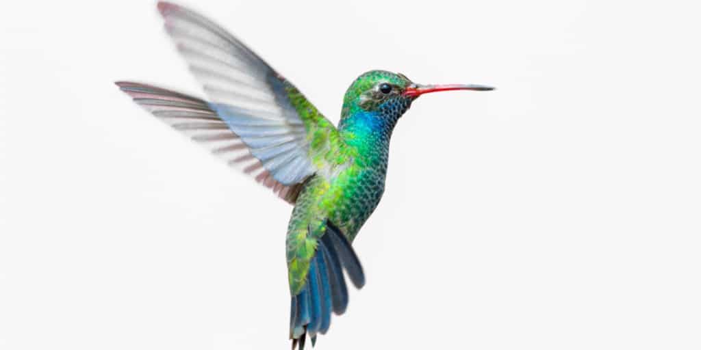 kolibri og metabolisme